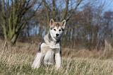 ALASKAN MALAMUTE 886